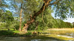 Plaża nad jeziorem Rydzówka pod koniec maja 2024 r. - zdjęcie 23