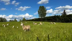 Odkryj Smak Mazur: Wybierz Lokalne Produkty z Gospodarstwa Ekologicznego Mazurska Jagnięcina na Swój Rejs Jachtem - zdjęcie 9