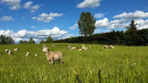 Odkryj Smak Mazur: Wybierz Lokalne Produkty z Gospodarstwa Ekologicznego Mazurska Jagnięcina na Swój Rejs Jachtem - zdjęcie 9