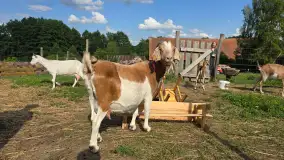 Chèvre au lait: Kozie Sery Tworzone z Pasją przez Panią Martę - zdjęcie 5