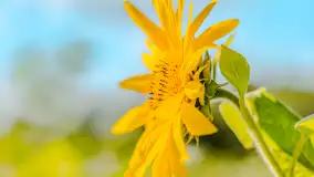 Mazurskie słoneczniki, sierpień 2024 r. - zdjęcie 11