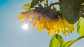 Mazurskie słoneczniki, sierpień 2024 r. - zdjęcie 19