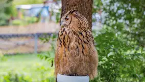 Festiwal Kultury Średniowiecza Masuria 2024, fotorelacja - zdjęcie 44