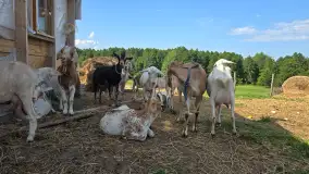 Odkryj Wyjątkowy Smak Kozich Serów od Pani Marty z Mazurskiej Firmy Chèvre au lait - zdjęcie 6