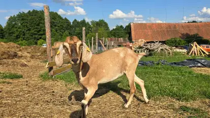 Odkryj Wyjątkowy Smak Kozich Serów od Pani Marty z Mazurskiej Firmy Chèvre au lait