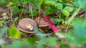 Grzybobranie z Ośrodkiem Wypoczynkowym Wodnik – Święto Lasu i Grzybów - zdjęcie 9