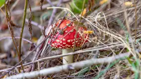 Grzybobranie z Ośrodkiem Wypoczynkowym Wodnik – Święto Lasu i Grzybów - zdjęcie 8