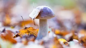 Grzybobranie z Ośrodkiem Wypoczynkowym Wodnik – Święto Lasu i Grzybów - zdjęcie 3