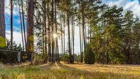 Puszcza Piska na początku września 2024 r. - zdjęcie 38