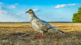 Puszcza Piska na początku września 2024 r. - zdjęcie 29