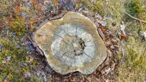 Puszcza Piska na początku września 2024 r. - zdjęcie 24