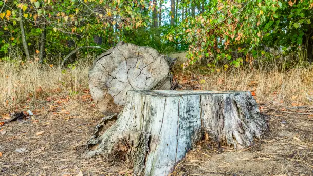 Puszcza Piska na początku września 2024 r. - zdjęcie 4