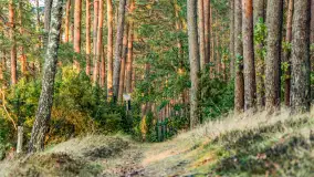 Puszcza Piska na początku września 2024 r. - zdjęcie 28