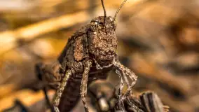 Puszcza Piska na początku września 2024 r. - zdjęcie 30