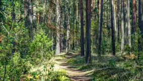 Puszcza Piska na początku września 2024 r. - zdjęcie 42