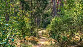 Puszcza Piska na początku września 2024 r. - zdjęcie 71