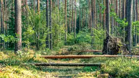 Puszcza Piska na początku września 2024 r. - zdjęcie 143