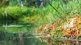 Puszcza Piska na początku września 2024 r. - zdjęcie 117