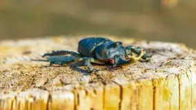 Puszcza Piska na początku września 2024 r. - zdjęcie 114