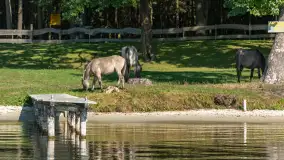 Koniki Polskie na bindudze Tarpan II, wrzesień 2024 r. - zdjęcie 26