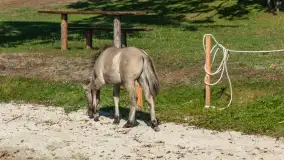 Koniki Polskie na bindudze Tarpan II, wrzesień 2024 r. - zdjęcie 20