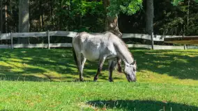 Koniki Polskie na bindudze Tarpan II, wrzesień 2024 r. - zdjęcie 3