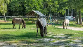 Koniki Polskie na bindudze Tarpan II, wrzesień 2024 r. - zdjęcie 13