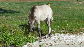 Koniki Polskie na bindudze Tarpan II, wrzesień 2024 r. - zdjęcie 24