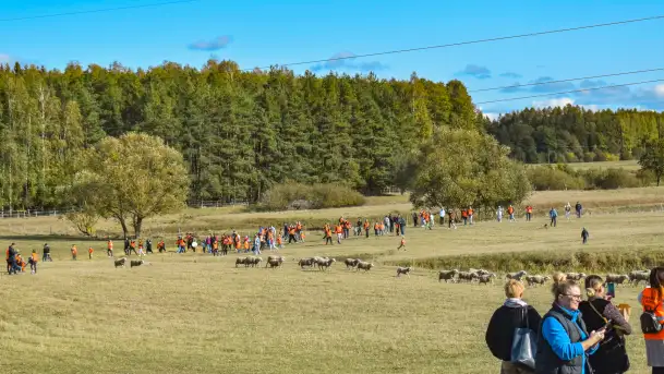 Fotorelacja z Mazurskiego Redyku w Sołdanach, październik 2024 - zdjęcie 3