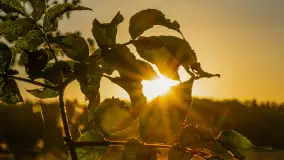 Wschód słońca nad jeziorem Iławki, październik 2024 r. - zdjęcie 6