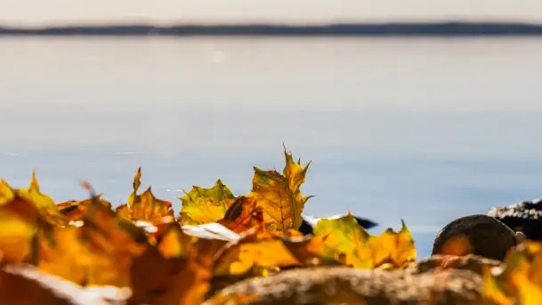 Jesień nad jeziorem Niegocin, październik 2024 r. - zdjęcie 5