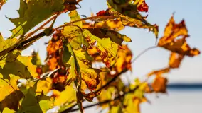 Jesień nad jeziorem Niegocin, październik 2024 r. - zdjęcie 12