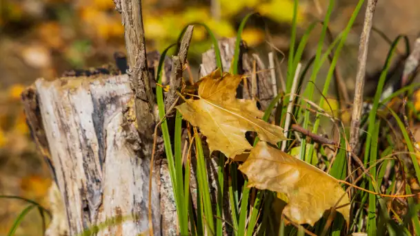 Jesień nad jeziorem Niegocin, październik 2024 r. - zdjęcie 4