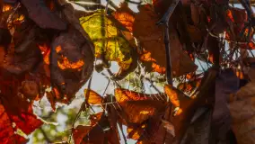 Jesień nad jeziorem Niegocin, październik 2024 r. - zdjęcie 27