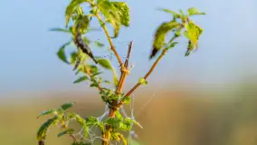 Mgły nad mazurskimi polami i łąkami, październik 2024 r. - zdjęcie 9