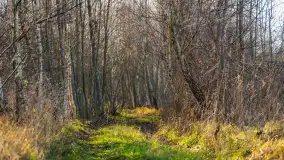 Kolory Mazur w drugiej połowie listopada, 2024 r. - zdjęcie 1