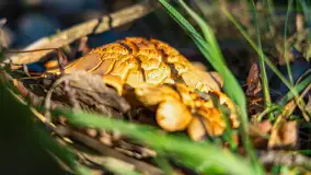 Kolory Mazur w drugiej połowie listopada, 2024 r. - zdjęcie 32