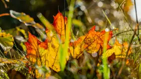 Podsumowanie mazurskiej, złotej jesieni 2024, cz. I - zdjęcie 23