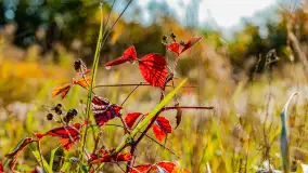 Podsumowanie mazurskiej, złotej jesieni 2024, cz. I - zdjęcie 28