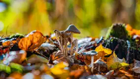 Podsumowanie mazurskiej, złotej jesieni 2024, cz. I - zdjęcie 18