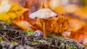 Podsumowanie mazurskiej, złotej jesieni 2024, cz. III - zdjęcie 25