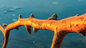 Wschód słońca nad jeziorem Dargin, most Sztynorcki, grudzień 2024 r. - zdjęcie 52