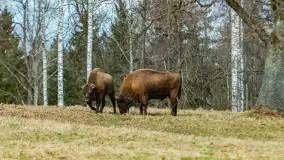 Przedwiośnie w Puszczy Boreckiej, kwiecień 2021 r. - zdjęcie 5