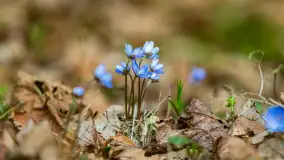 Przedwiośnie w Puszczy Boreckiej, kwiecień 2021 r. - zdjęcie 3