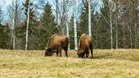 Przedwiośnie w Puszczy Boreckiej, kwiecień 2021 r. - zdjęcie 26