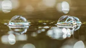 Przedwiośnie w Puszczy Boreckiej, kwiecień 2021 r. - zdjęcie 34