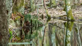 Przedwiośnie w Puszczy Boreckiej, kwiecień 2021 r. - zdjęcie 22