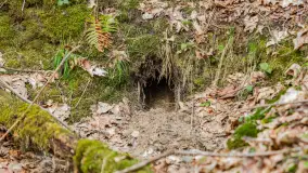 Przedwiośnie w Puszczy Boreckiej, kwiecień 2021 r. - zdjęcie 28