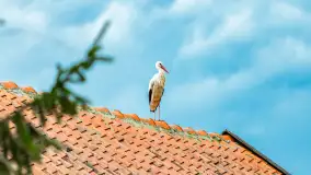 Przedwiośnie w Puszczy Boreckiej, kwiecień 2021 r. - zdjęcie 16