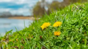 Jezioro Gawlik na początku później wiosny, maj 2021 r. - zdjęcie 10